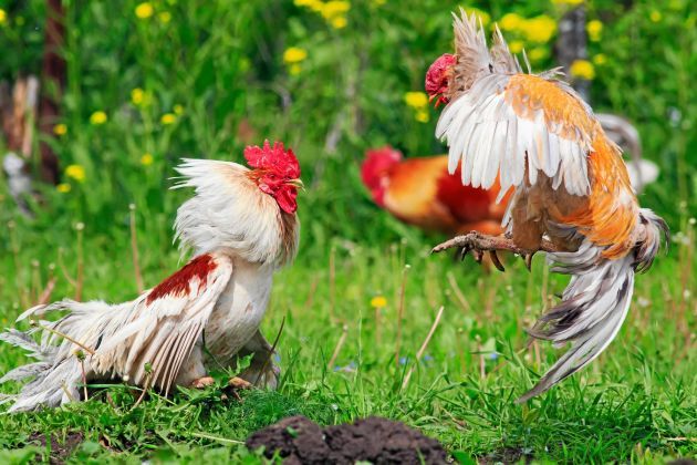 Chiến kê với bộ vảy độc đáo thể hiện sự dũng mãnh trên sới gà