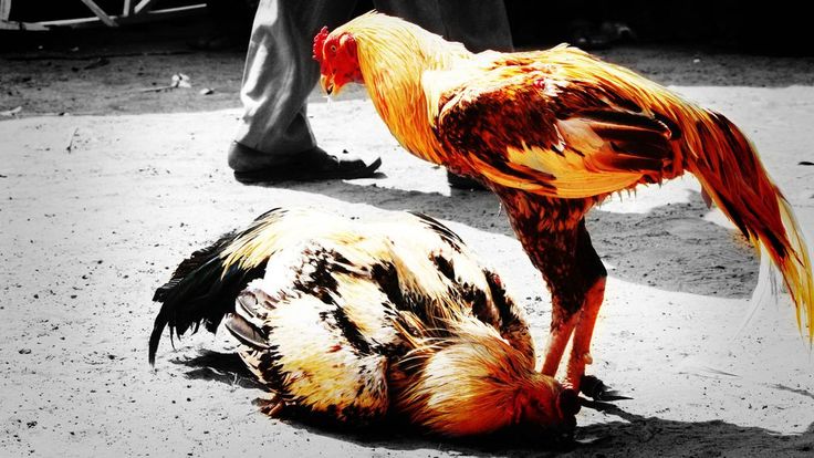 Cận cảnh đôi chân gà chọi nổi bật với những lớp vảy rõ nét