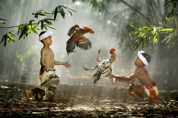 Sư kê xoa bóp chăm sóc chân gà chọi đẹp; gân cổ chân săn chắc, khớp linh hoạt hỗ trợ bước đi vững.
